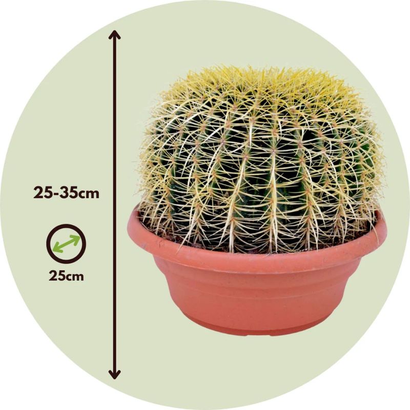 Casa si Gradina - Gradinarit si plante - Plante si ghivece - Plante in ghiveci - Cactus echidocactus grusonii, H 25-33 cm - Infinity.ro