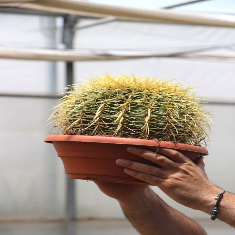 Casa si Gradina - Gradinarit si plante - Plante si ghivece - Plante in ghiveci - Cactus echidocactus grusonii, H 25-33 cm - Infinity.ro