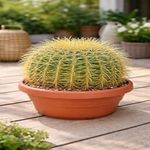 Casa si Gradina - Gradinarit si plante - Plante si ghivece - Plante in ghiveci - Cactus echidocactus grusonii, H 25-33 cm - Infinity.ro