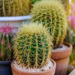 Casa si Gradina - Gradinarit si plante - Plante si ghivece - Plante in ghiveci - Cactus echidocactus grusonii, H 25-33 cm - Infinity.ro