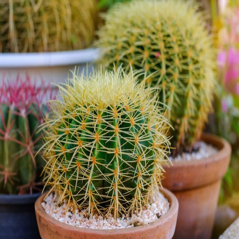Casa si Gradina - Gradinarit si plante - Plante si ghivece - Plante in ghiveci - Cactus echidocactus grusonii, H 25-33 cm - Infinity.ro