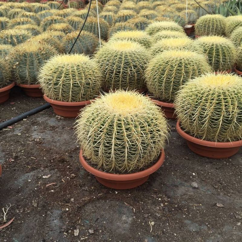 Casa si Gradina - Gradinarit si plante - Plante si ghivece - Plante in ghiveci - Cactus echidocactus grusonii, H 25-33 cm - Infinity.ro