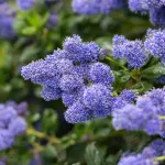 Casa si Gradina - Gradinarit si plante - Plante si ghivece - Plante in ghiveci - Ceanothus thyrsiflorus var repens, H 60 cm - Infinity.ro