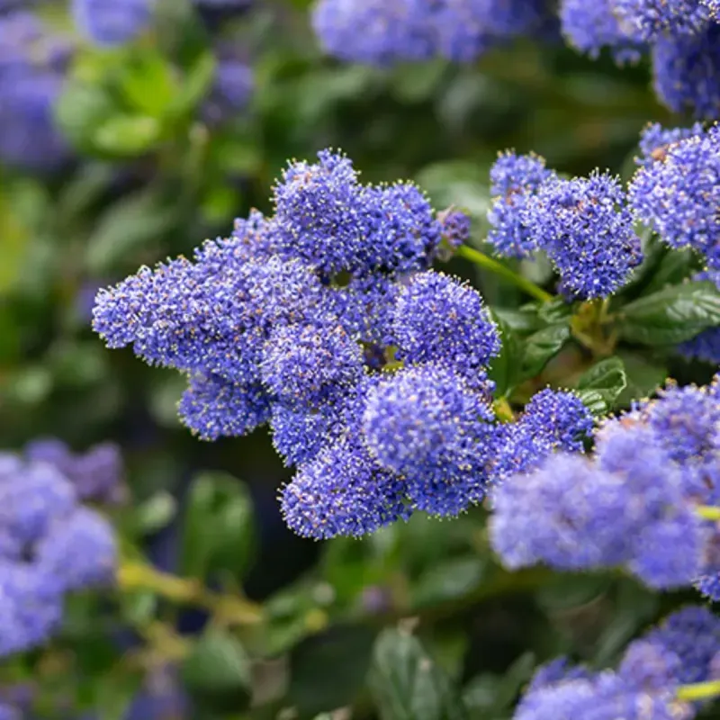 Casa si Gradina - Gradinarit si plante - Plante si ghivece - Plante in ghiveci - Ceanothus thyrsiflorus var repens, H 60 cm - Infinity.ro
