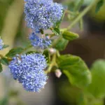 Casa si Gradina - Gradinarit si plante - Plante si ghivece - Plante in ghiveci - Ceanothus thyrsiflorus var repens, H 60 cm - Infinity.ro