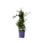 Casa si Gradina - Gradinarit si plante - Plante si ghivece - Plante in ghiveci - Ceanothus thyrsiflorus var repens, H 60 cm - Infinity.ro