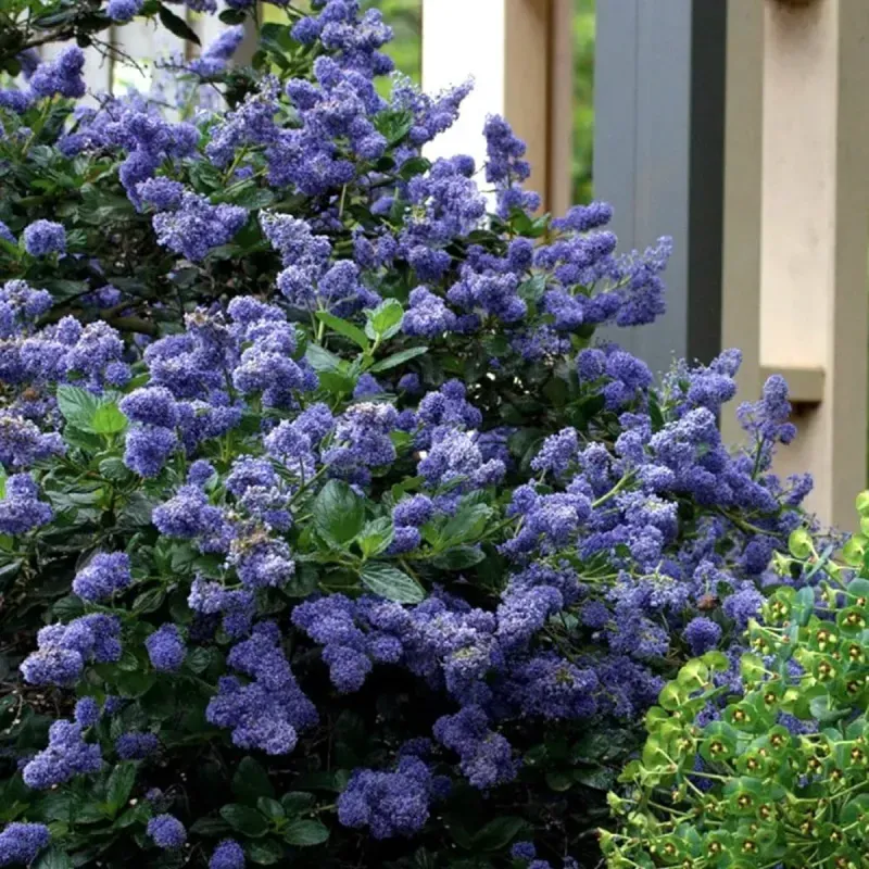 Casa si Gradina - Gradinarit si plante - Plante si ghivece - Plante in ghiveci - Ceanothus thyrsiflorus var repens, H 60 cm - Infinity.ro