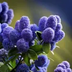 Casa si Gradina - Gradinarit si plante - Plante si ghivece - Plante in ghiveci - Ceanothus thyrsiflorus var repens, H 60 cm - Infinity.ro