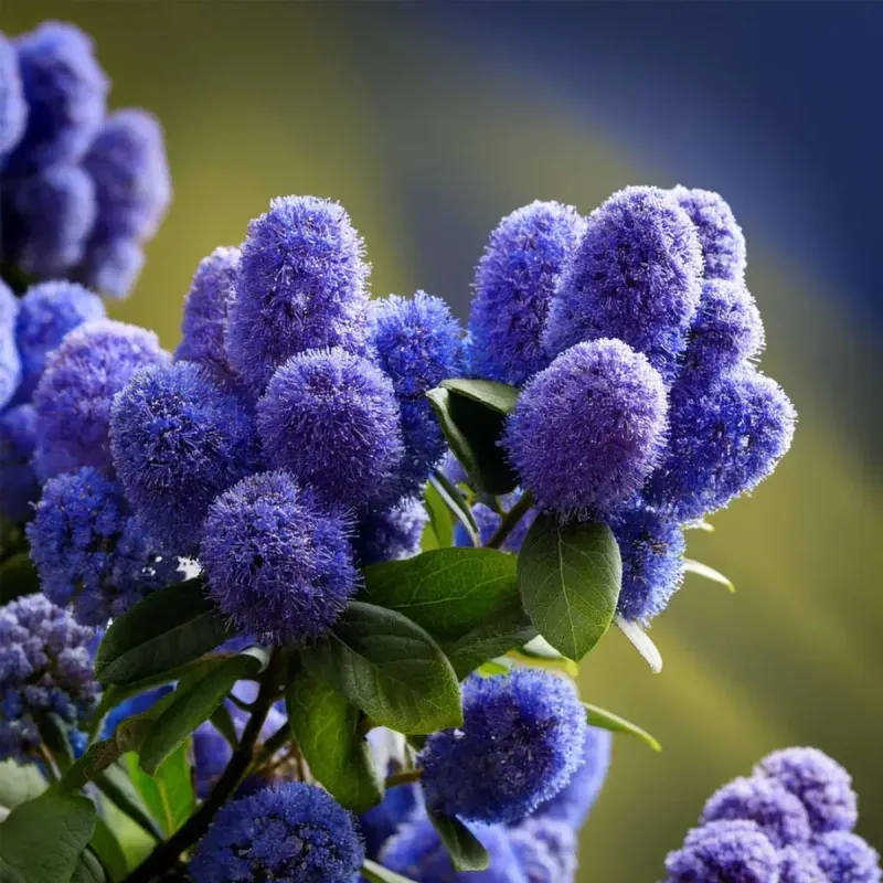 Casa si Gradina - Gradinarit si plante - Plante si ghivece - Plante in ghiveci - Ceanothus thyrsiflorus var repens, H 60 cm - Infinity.ro