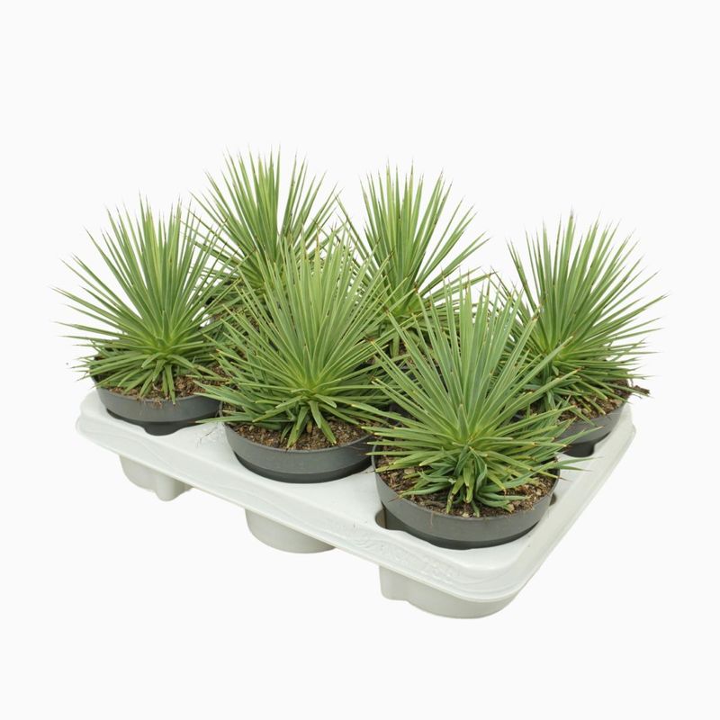 Casa si Gradina - Gradinarit si plante - Plante si ghivece - Plante in ghiveci - Agave stricta Nana, planta naturala H 15 cm - Infinity.ro