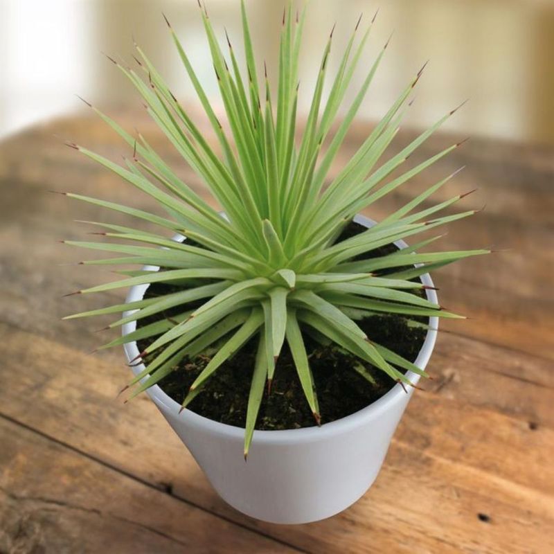 Casa si Gradina - Gradinarit si plante - Plante si ghivece - Plante in ghiveci - Agave stricta Nana, planta naturala H 15 cm - Infinity.ro
