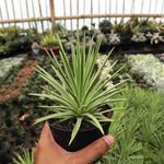 Casa si Gradina - Gradinarit si plante - Plante si ghivece - Plante in ghiveci - Agave stricta Nana, planta naturala H 15 cm - Infinity.ro