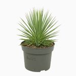 Casa si Gradina - Gradinarit si plante - Plante si ghivece - Plante in ghiveci - Agave stricta Nana, planta naturala H 15 cm - Infinity.ro