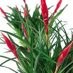Casa si Gradina - Gradinarit si plante - Plante si ghivece - Plante in ghiveci - Planta Vriesea multiflower mix, H 40 cm - Infinity.ro