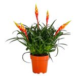 Casa si Gradina - Gradinarit si plante - Plante si ghivece - Plante in ghiveci - Planta Vriesea multiflower mix, H 40 cm - Infinity.ro