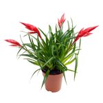 Casa si Gradina - Gradinarit si plante - Plante si ghivece - Plante in ghiveci - Planta Vriesea multiflower mix, H 40 cm - Infinity.ro