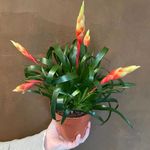 Casa si Gradina - Gradinarit si plante - Plante si ghivece - Plante in ghiveci - Planta Vriesea multiflower mix, H 40 cm - Infinity.ro