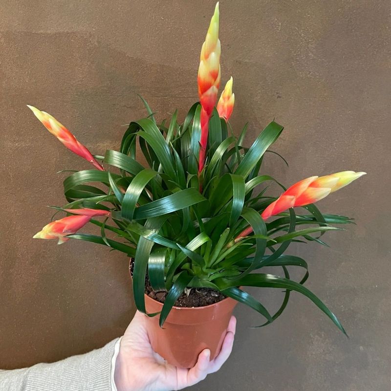 Casa si Gradina - Gradinarit si plante - Plante si ghivece - Plante in ghiveci - Planta Vriesea multiflower mix, H 40 cm - Infinity.ro