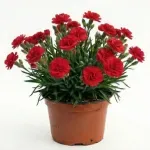Casa si Gradina - Gradinarit si plante - Plante si ghivece - Plante in ghiveci - Planta Dianthus oscar mix, H 20 cm - Infinity.ro