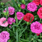 Casa si Gradina - Gradinarit si plante - Plante si ghivece - Plante in ghiveci - Planta Dianthus oscar mix, H 20 cm - Infinity.ro