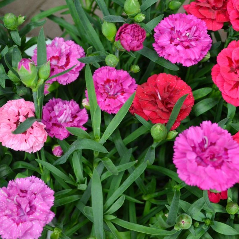 Casa si Gradina - Gradinarit si plante - Plante si ghivece - Plante in ghiveci - Planta Dianthus oscar mix, H 20 cm - Infinity.ro