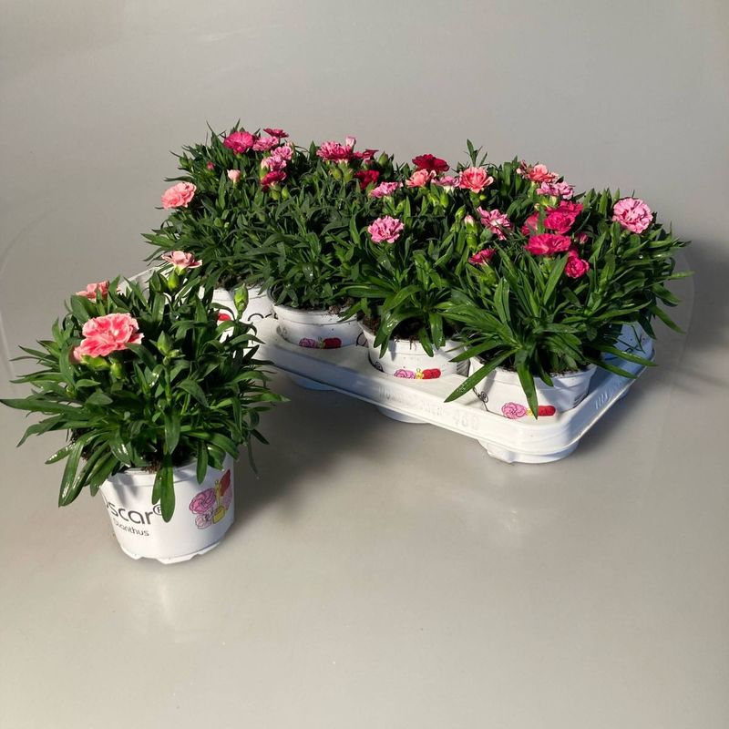 Casa si Gradina - Gradinarit si plante - Plante si ghivece - Plante in ghiveci - Planta Dianthus oscar mix, H 20 cm - Infinity.ro