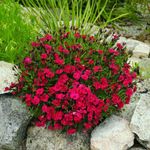 Casa si Gradina - Gradinarit si plante - Plante si ghivece - Plante in ghiveci - Planta Dianthus oscar mix, H 20 cm - Infinity.ro