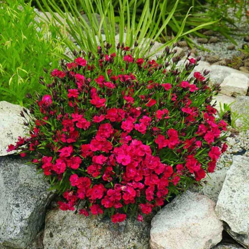 Casa si Gradina - Gradinarit si plante - Plante si ghivece - Plante in ghiveci - Planta Dianthus oscar mix, H 20 cm - Infinity.ro