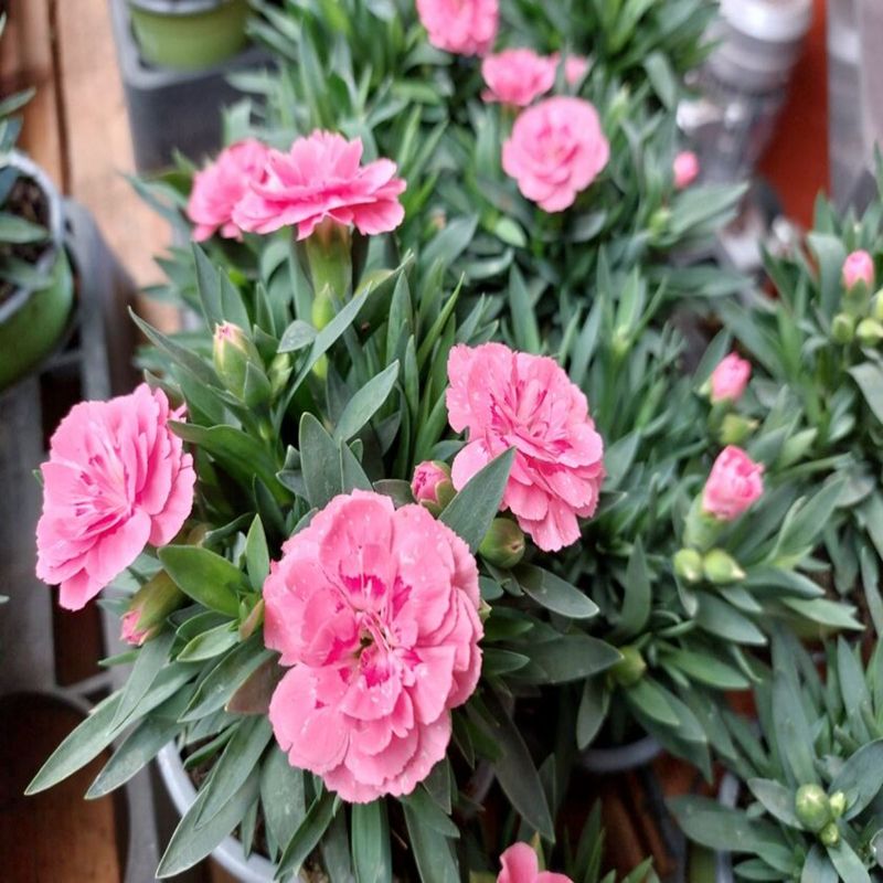 Casa si Gradina - Gradinarit si plante - Plante si ghivece - Plante in ghiveci - Planta Dianthus oscar mix, H 20 cm - Infinity.ro