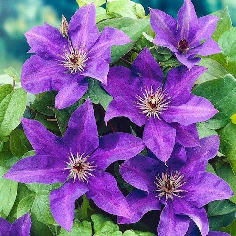 Casa si Gradina - Gradinarit si plante - Plante si ghivece - Plante in ghiveci - Clematis Niobe Mov, H 75 cm - Infinity.ro