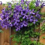 Casa si Gradina - Gradinarit si plante - Plante si ghivece - Plante in ghiveci - Clematis Niobe Mov, H 75 cm - Infinity.ro