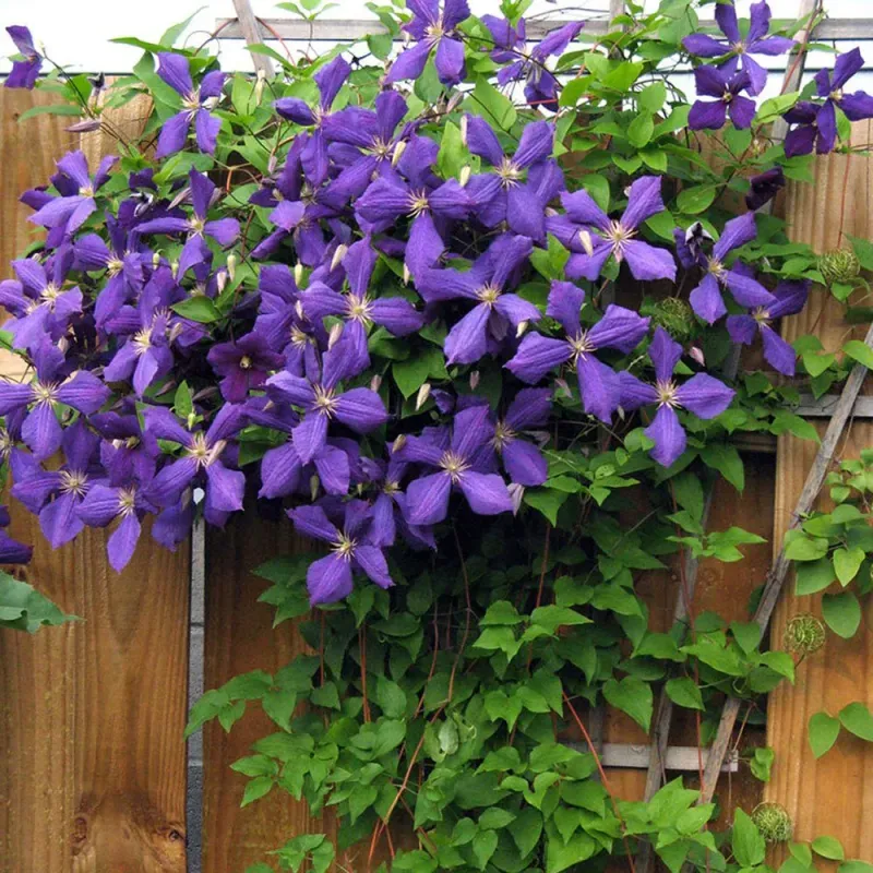 Casa si Gradina - Gradinarit si plante - Plante si ghivece - Plante in ghiveci - Clematis Niobe Mov, H 75 cm - Infinity.ro