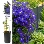 Casa si Gradina - Gradinarit si plante - Plante si ghivece - Plante in ghiveci - Clematis Niobe Mov, H 75 cm - Infinity.ro