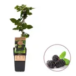 Casa si Gradina - Gradinarit si plante - Plante si ghivece - Pomi,arbusti si butasi - Mur negru, Rubus H 50 CM - Infinity.ro