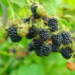 Casa si Gradina - Gradinarit si plante - Plante si ghivece - Pomi,arbusti si butasi - Mur negru, Rubus H 50 CM - Infinity.ro