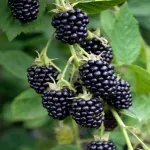 Casa si Gradina - Gradinarit si plante - Plante si ghivece - Pomi,arbusti si butasi - Mur negru, Rubus H 50 CM - Infinity.ro