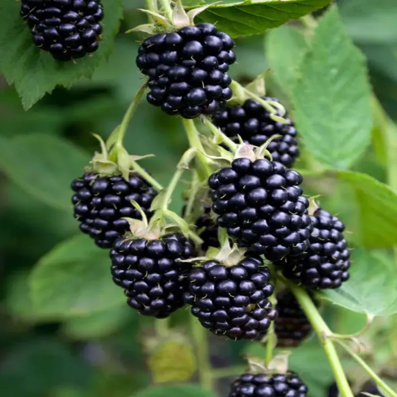 Casa si Gradina - Gradinarit si plante - Plante si ghivece - Pomi,arbusti si butasi - Mur negru, Rubus H 50 CM - Infinity.ro