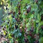 Casa si Gradina - Gradinarit si plante - Plante si ghivece - Pomi,arbusti si butasi - Mur negru, Rubus H 50 CM - Infinity.ro