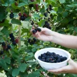 Casa si Gradina - Gradinarit si plante - Plante si ghivece - Pomi,arbusti si butasi - Mur negru, Rubus H 50 CM - Infinity.ro