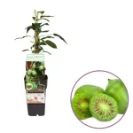 Casa si Gradina - Gradinarit si plante - Plante si ghivece - Pomi,arbusti si butasi - Mini Kiwi Issai, H 50 cm - Infinity.ro