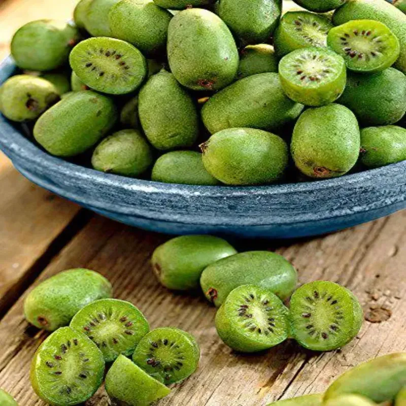 Casa si Gradina - Gradinarit si plante - Plante si ghivece - Pomi,arbusti si butasi - Mini Kiwi Issai, H 50 cm - Infinity.ro