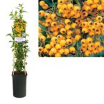 Casa si Gradina - Gradinarit si plante - Plante si ghivece - Plante in ghiveci - Piracanta cu Fructe Galbene, H 65 cm - Infinity.ro