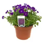 Casa si Gradina - Gradinarit si plante - Plante si ghivece - Plante in ghiveci - Aubrieta rose queen mixt, H 20 cm - Infinity.ro
