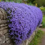 Casa si Gradina - Gradinarit si plante - Plante si ghivece - Plante in ghiveci - Aubrieta rose queen mixt, H 20 cm - Infinity.ro