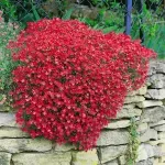 Casa si Gradina - Gradinarit si plante - Plante si ghivece - Plante in ghiveci - Aubrieta rose queen mixt, H 20 cm - Infinity.ro