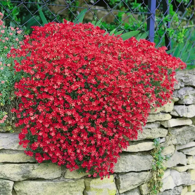 Casa si Gradina - Gradinarit si plante - Plante si ghivece - Plante in ghiveci - Aubrieta rose queen mixt, H 20 cm - Infinity.ro