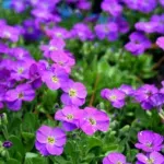 Casa si Gradina - Gradinarit si plante - Plante si ghivece - Plante in ghiveci - Aubrieta rose queen mixt, H 20 cm - Infinity.ro