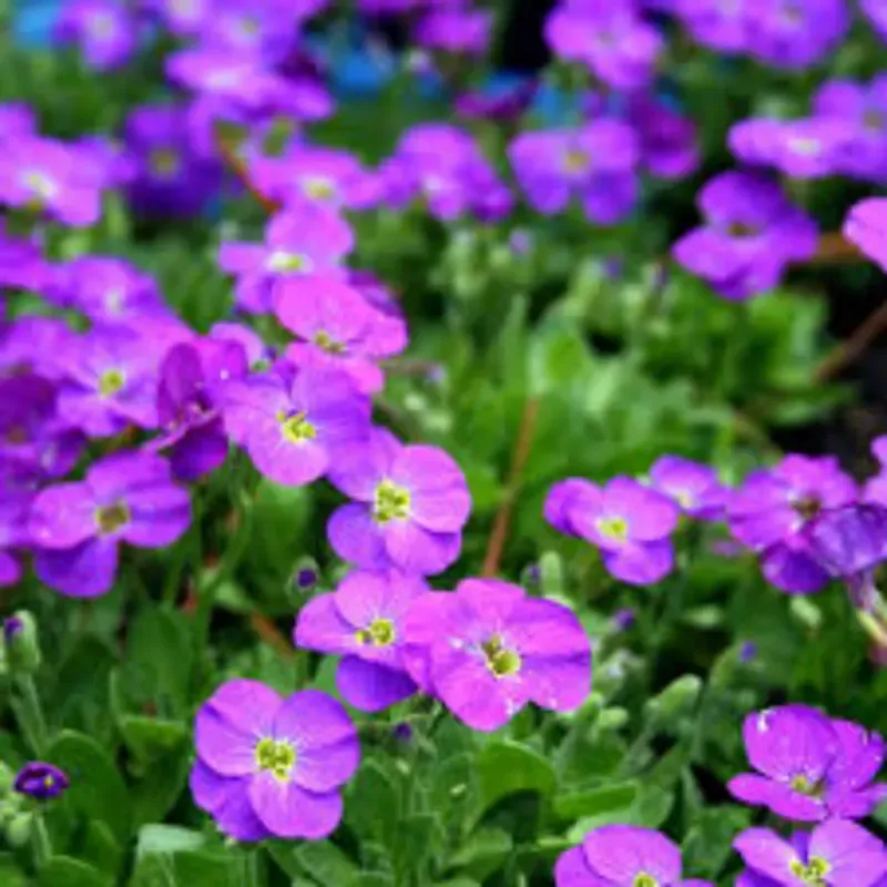 Casa si Gradina - Gradinarit si plante - Plante si ghivece - Plante in ghiveci - Aubrieta rose queen mixt, H 20 cm - Infinity.ro