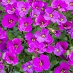 Casa si Gradina - Gradinarit si plante - Plante si ghivece - Plante in ghiveci - Aubrieta rose queen mixt, H 20 cm - Infinity.ro
