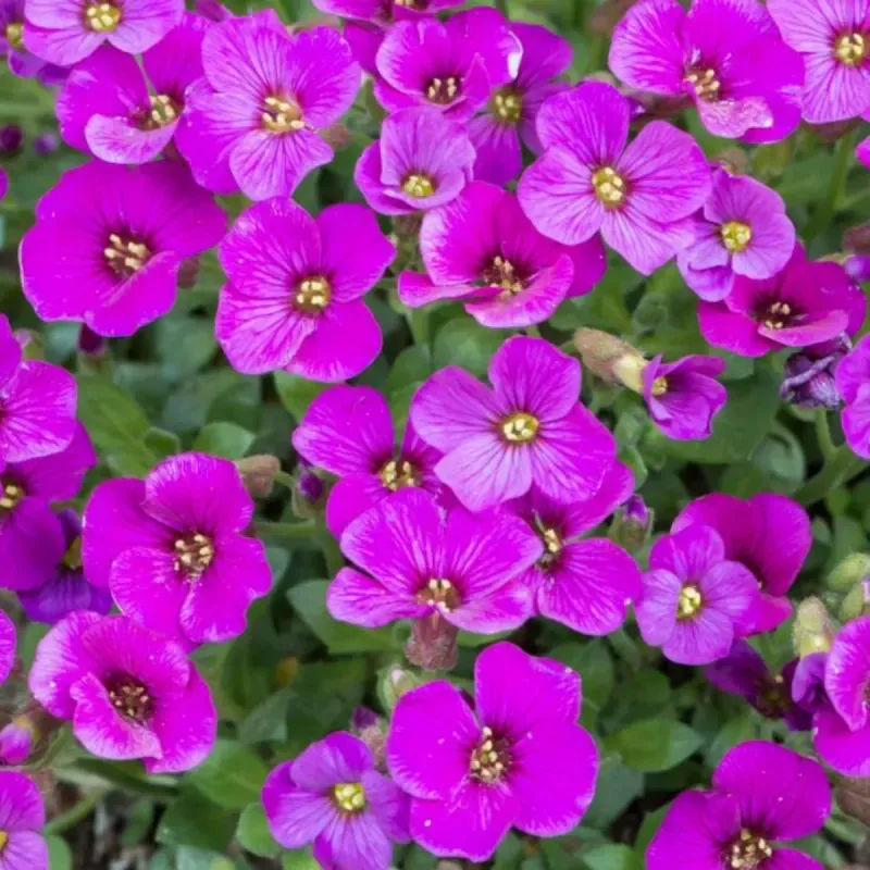 Casa si Gradina - Gradinarit si plante - Plante si ghivece - Plante in ghiveci - Aubrieta rose queen mixt, H 20 cm - Infinity.ro